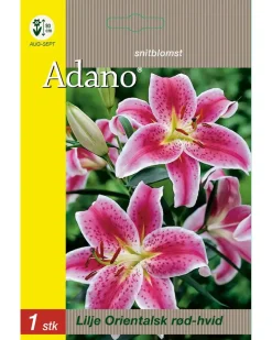 Adano Blomsterløg assorterede varianter| Frø Og Løg
