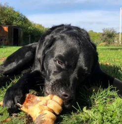 Chrisco Slagterben 1700-2000 g| Hundefoder, Kattemad Og Godbidder