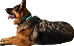 DanPet LED-halsbånd str. L| Hundeseler Og Hundehalsbånd