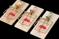 Museklapfælde 3-pak| Mus- Og Rottefælder