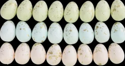 Påskeæg pastel 24-pak| Festartikler